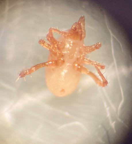 Parasitus sp.